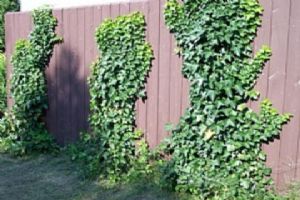 Hedera Helix